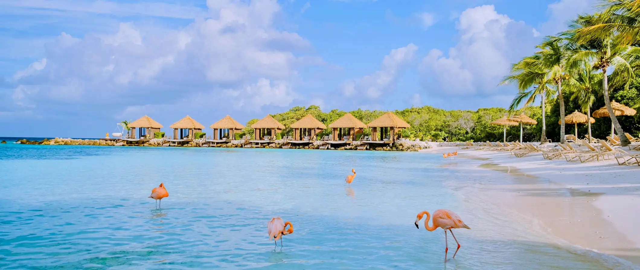 Flamants roses dans les eaux peu profondes le long des côtes d'Aruba