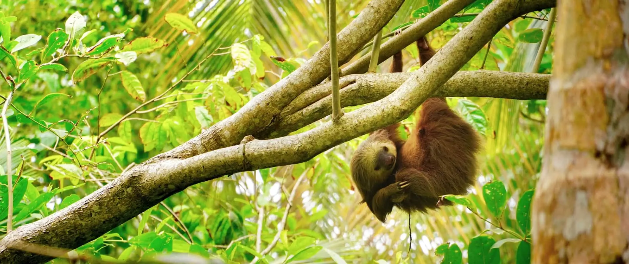 Luiaard hangend aan een boom in Cahuita National Park, Costa Rica