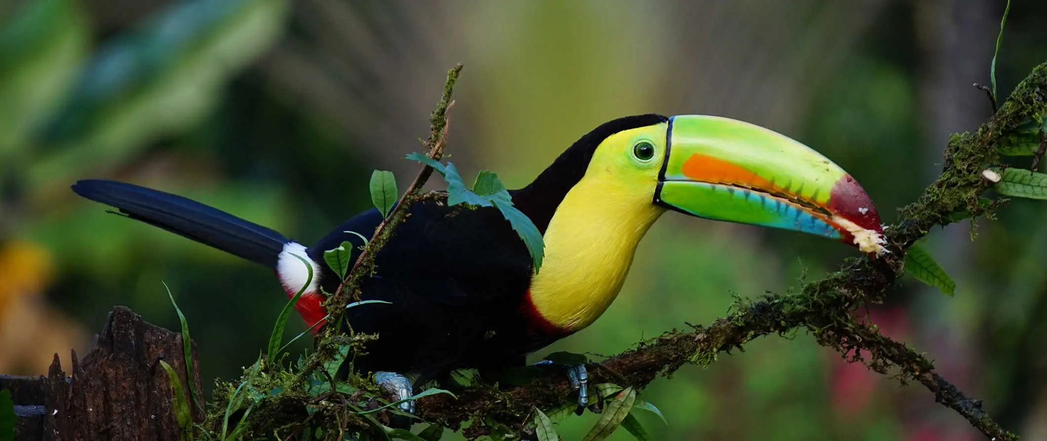 burung tropika berwarna-warni di hutan hujan yang subur di Costa Rica yang indah