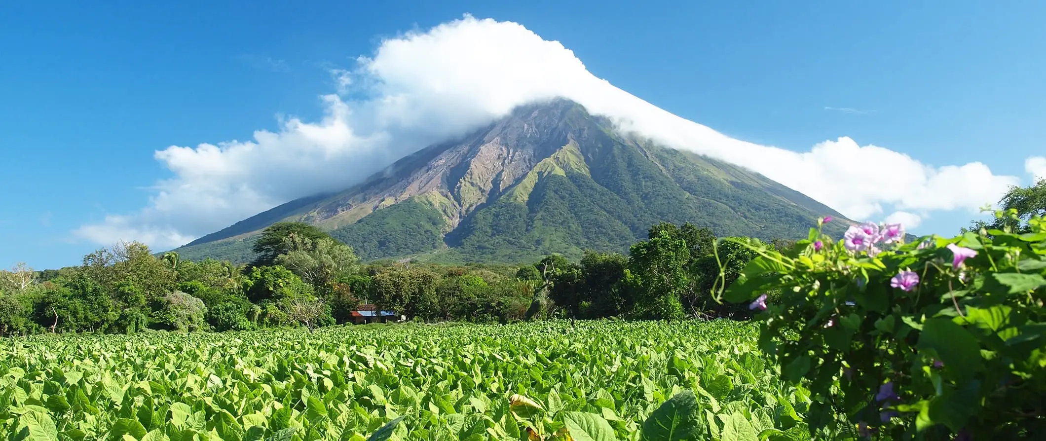 Een torenhoge en weelderige vulkaan omgeven door jungle op een heldere en zonnige dag in Nicaragua