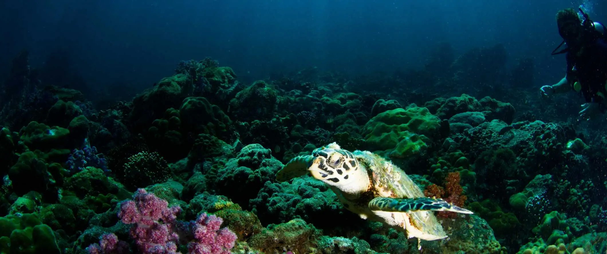 En tom strand i Ko Lipe, Thailand med små båter ankret utenfor kysten