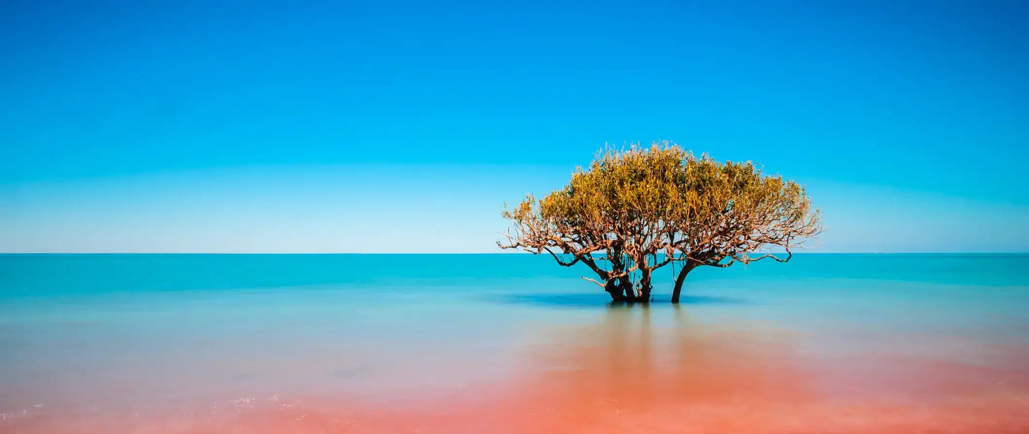 Et ensomt træ i blandingen af ​​mudret vand på kysten af ​​Broome, Australien