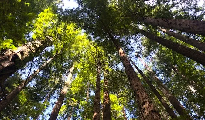 Tornyos vörösfenyőfák a Redwood Nemzeti Parkban, Kaliforniában napközben