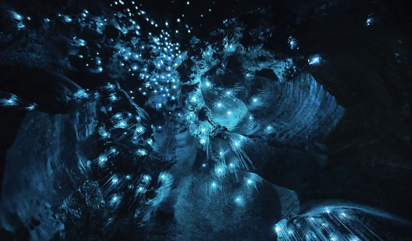 Waitomo's Glow Worm Caves